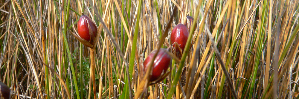 SHORT RUSH Rostkovia magellanica